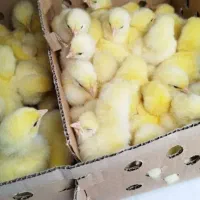 جوجه گوشتی ۱ روزه