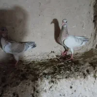 جوجه