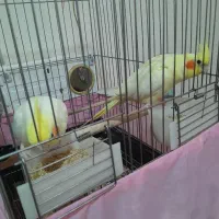 عروس هلندی لوتینو