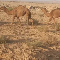 شتر بره بز