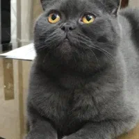 گربه اسکاتیش و اسفینکس