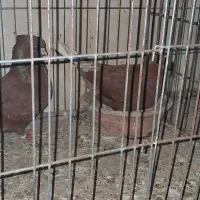 کبوتر پرشی شمرونی عالی