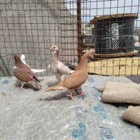 پرنده نابلدی