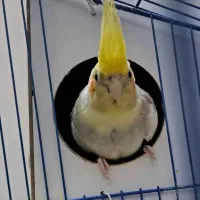 طوطی عروس  مولد