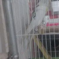 عروس هلندی نر دوکت|پرنده|شوط, |دیوار