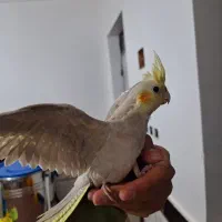 عروس هلندی ماده|پرنده|خان ببین, |دیوار