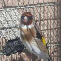 سهره چونه سفید،قناری رسمی بلند مولد