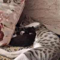 گربه گمشده|حیوانات|ورامین, شهرک فاطمیه|دیوار