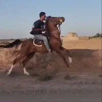 اسب