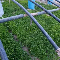 فروش نشا گوجه فرنگی