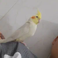 عروس هلندی گم شده