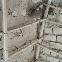 کفتر|پرنده|سلطانیه, |دیوار