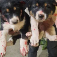 واگذاری توله سگ قدرجونی|سگ|خمینیشهر, |دیوار