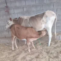 گاو جرسی با گوساله نر جرسی