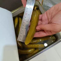 خیارشور حلب ۱۷کیلویی سایز ممتاز|عمدهفروشی|بهار, |دیوار