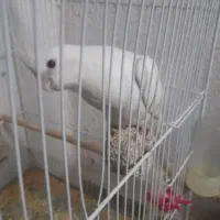 جفت عروس هلندی البینو