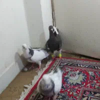 یهودی قهوای ابلق سبز گلدمن ُسبز|پرنده|شیراز, فاضل|دیوار