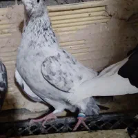 کبوتر پرشی|پرنده|خوی, |دیوار