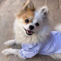 واگذاری پامر اشپیتز|سگ|اردکان, |دیوار