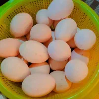 فروش تخم اوردک و مرغ|خوردنی و آشامیدنی|کردکوی, |دیوار