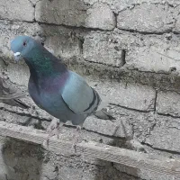 کبوتر فروشی