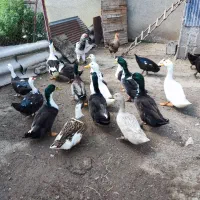 فروش اردک نر دورگ و نمایی بالغ
