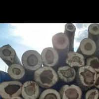 خرید چوب باغی قلمه سوت تر وخشک