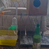 مرغ عشق|پرنده|اردبیل, |دیوار