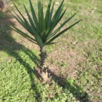 یوکا گلدانی و زیبا