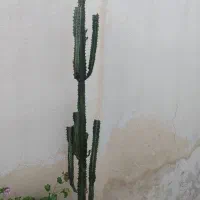 کاکتوس گلدانی