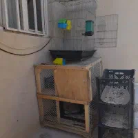 قفس کبوتر و عروس هلندی
