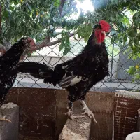 مرغ خروس گلین محلی آمرکانا اردک تخم نطفه دار|حیوانات مزرعه|رباط‌کریم, الارد|دیوار