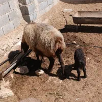 ۱۵راس میش درجه یک وابستن ویک راس قوچ