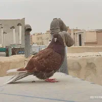 کبوتر سرخ کاشونی|پرنده|شاهین‌شهر, خانه کارگر|دیوار