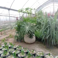 گل برگ انجیری بزرگ|گل و گیاه طبیعی|پاکدشت, پاکدشت (مامازند)|دیوار