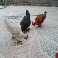 دو عدد خروس و یک مرغ