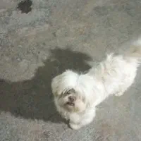 سگ شیتزو فلت حرف گوش کن|سگ|گرگان, |دیوار