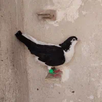 راست کلاغدم سیاه نر جوون
