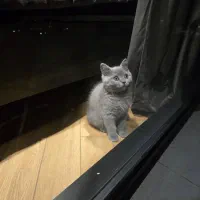 گربه بریتیش ۳ماهه  جنسیت نر واکسن زده وانگل تراپی