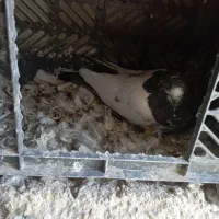 کبوتر فروشی پاکستانی|پرنده|سندرک, |دیوار