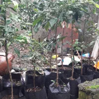 نهال نارنج|خدمات باغبانی و درختکاری|رانکوه, |دیوار