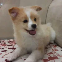 توله پامرین عروسکی خرسی