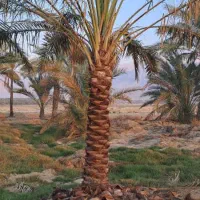 انواع پاجوش ونخل