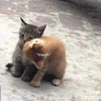 کافینت انلاین