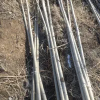 نهال صنوبر بهترین انتخاب برای زراعت چوب|خدمات باغبانی و درختکاری|شوط, |دیوار