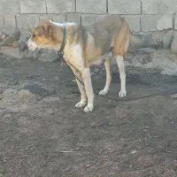 یک ماده عدد بفرش میرست نبودنه جا|سگ|اردبیل, |دیوار