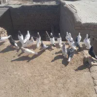 کبوتر جفتگاه و پرشی|پرنده|طاغنکوه, |دیوار