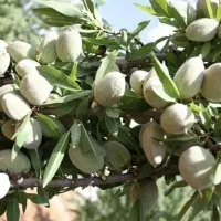 پیشفروش نهال بادام آذر باشرایط چک
