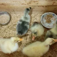 جوجه قو غاز