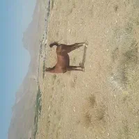 کره مادیان کرد